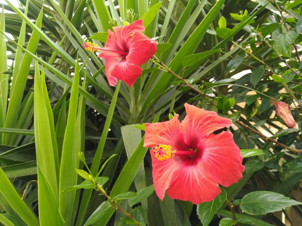 L'Hibiscus Di Lucia Villa Alghero Esterno foto